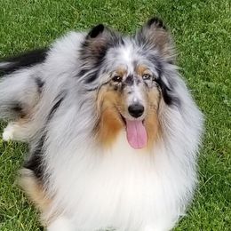 Aurora - Shetland Sheepdog