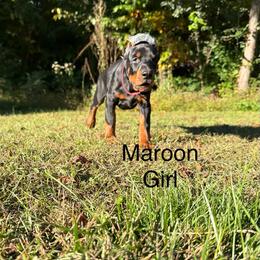 Maroon - Black and rust female Doberman Pinscher puppy in Knox, Indiana from Double River Dobermans