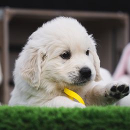 Golden Retriever Puppies from Nicholberry Goldens