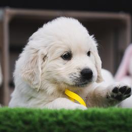 Golden Retriever Puppies from Nicholberry Goldens