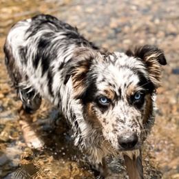 Australian Shepherds from Fat-Bottom Farms