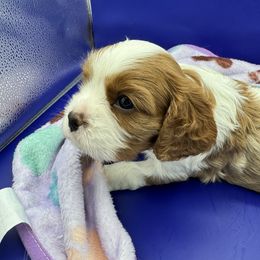 Tiny dancer - Blenheim female Cavalier King Charles Spaniel puppy in Saint Augustine, Florida from STARGAZER CAVALIERS