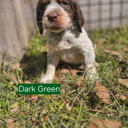 DARK GREEN - Liver white and tan male English Springer Spaniel puppy in Jesup, Georgia from 31 Pines Kennels