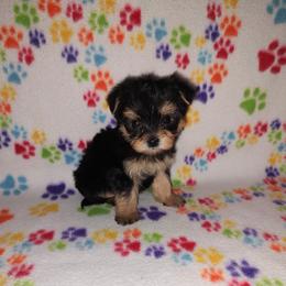 Morkie puppies from Puppy Kisses