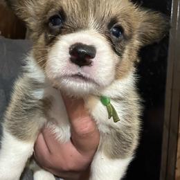 Maverick - White and red male Pembroke Welsh Corgi puppy in Rochester, New York from Tnt Yorkies and Cosmic corgis