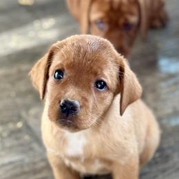 Lil Miss - Yellow female Labrador Retriever puppy in Portland, Tennessee from Whiskey Ridge Retrievers