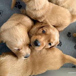 Golden Retriever Puppies from Greenridge Kennels