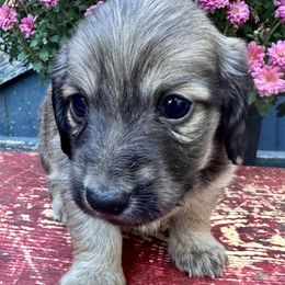 Rye - Cream male Dachshund puppy in Madison, Indiana from McCollough's Pawsome Spaniels and Danny's Delightful Dachshunds