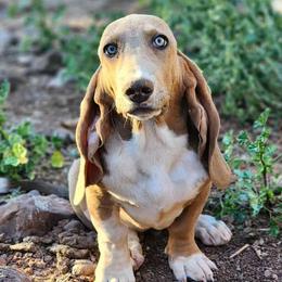 Ellie - Basset Hound
