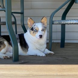 Dazie - American Corgi
