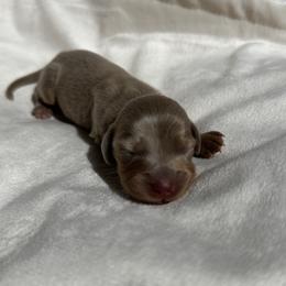 Lizzie - Dapple female Dachshund puppy in San Diego, California from Enchantables