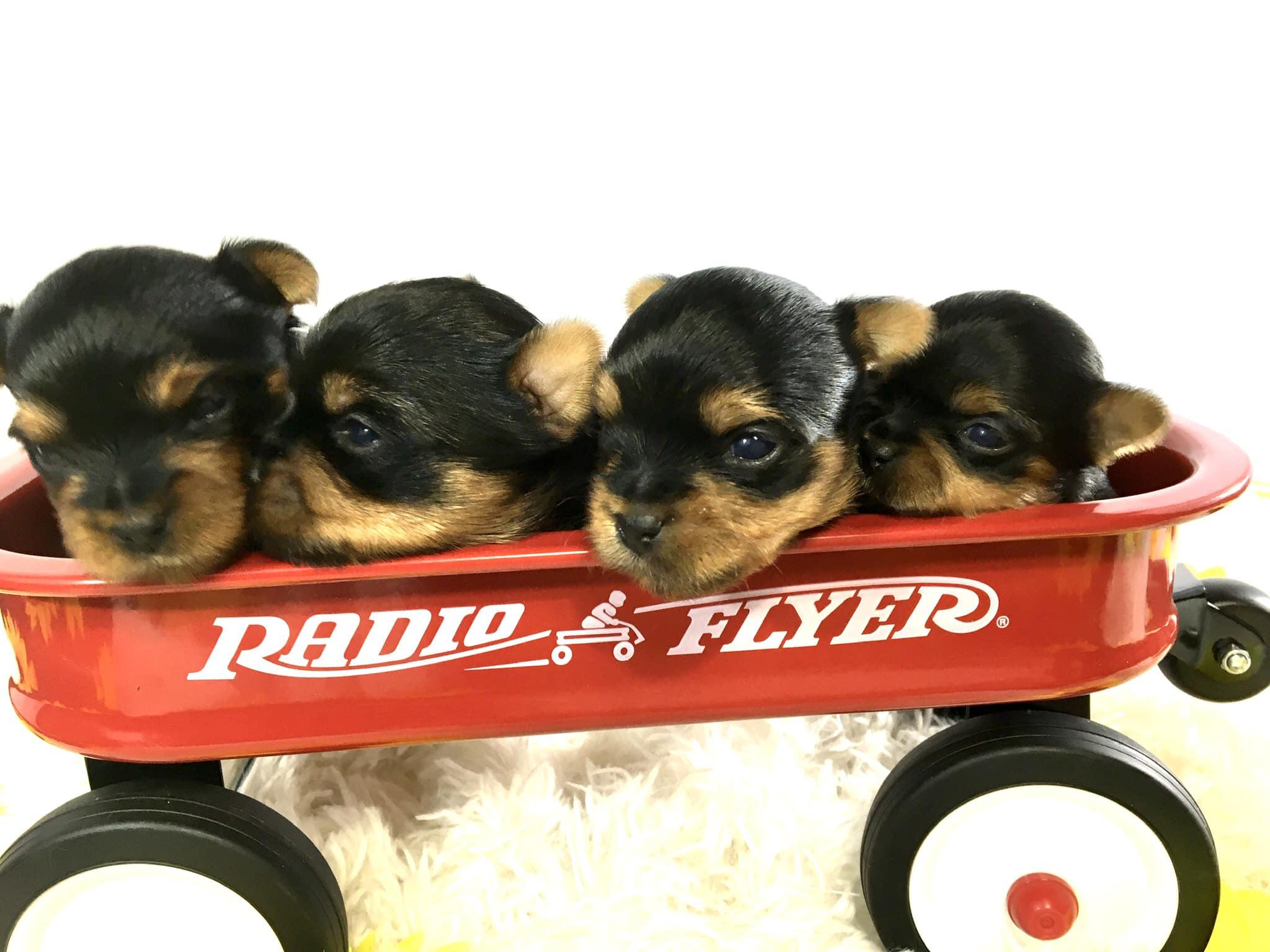 Pickett Creek Yorkies in Oregon Yorkshire Terrier puppies Good Dog