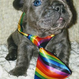 French Bulldog Puppies from Who's Your Bulldog? Kennel