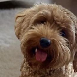 Sonny - Goldendoodle