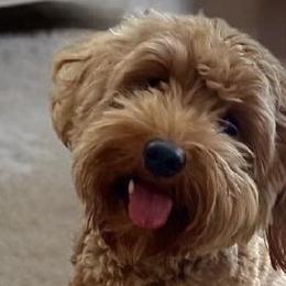 Sonny - Goldendoodle