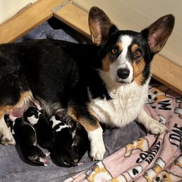 Cardigan Welsh Corgi Puppies from LoneStar Cardigan Welsh Corgis