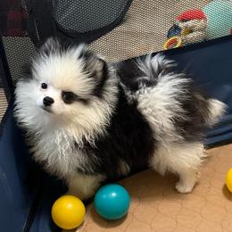Tilly - Black and tan parti female Pomeranian puppy in Zionville, North Carolina from Shaner Poms