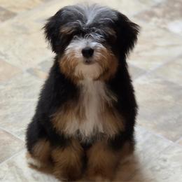 Turtle - Quietly sweet with a heart that gently steals yours - Tri-color female Bernedoodle puppy in Milton, Florida from Sutton Place Doodles
