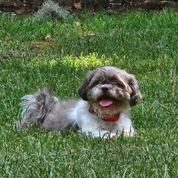 Nalla - Shih Tzu