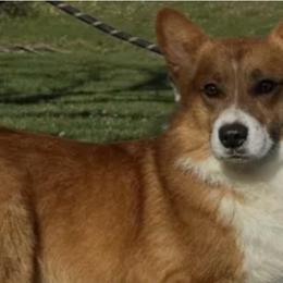 Pembroke Welsh Corgi puppies from Western Plains Kennel