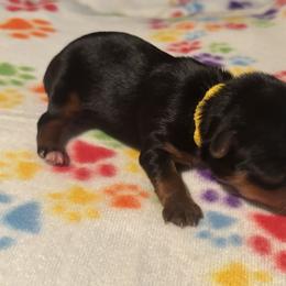 Felicity - Black and tan female Yorkshire Terrier puppy in Wagoner, Oklahoma from Rosenthal Yorkies