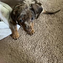 Dachshund Puppies from Honey Creek Doxies
