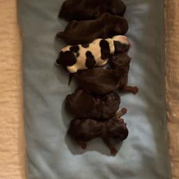 Puppy 4 - Chocolate and tan female Yorkshire Terrier puppy in Elizabeth, Indiana from Dwayne’s Yorkshire Terriers