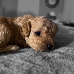 Cavapoo Puppies from Veronica's Cavapoos