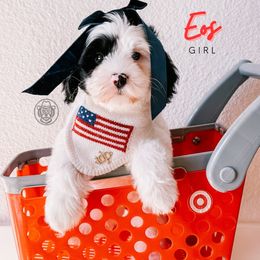 EOS - Black female Australian Labradoodle puppy in Valley Springs, California from Blue Denim Doodles