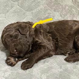 Rose - Phantom female Poodle puppy in Travelers Rest, South Carolina from Cotton Top