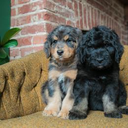 Australian Mountain Doodle Puppies from Brick House Farm Doodles