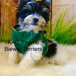 Boy 2 - Black tan and white male Biewer Terrier puppy in Jonestown, Pennsylvania from AKC Xtreme Biewer Terriers...