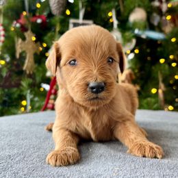 Boy 3 - Apricot male Goldendoodle puppy in Mattawan, Michigan from Doodifuldoods