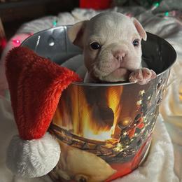 French Bulldog Puppies from Lilac City Frenchies
