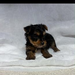 Kio - Black and tan male Yorkshire Terrier puppy in Navarre, Florida from KAYY services