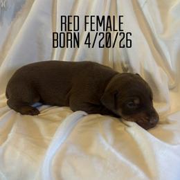 Churro - Red and rust female Doberman Pinscher puppy in Wellington, Ohio from Jessie (TDD, llc)
