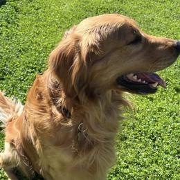 Canyon - Dark golden male Golden Retriever puppy in Mesa, Arizona from Grand Canyon Goldens
