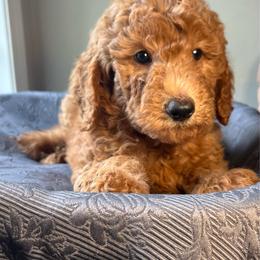 Barney - Red  male Goldendoodle puppy in Clarksville, Tennessee from Golden Pine Designer Doodles