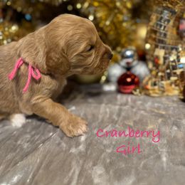 Cranberry - Red  female Goldendoodle puppy in Rockville, Minnesota from Bracha Poodles & Doodles