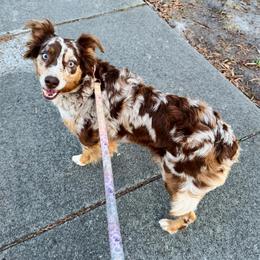Mara - Red merle female Australian Shepherd puppy in Charlotte, North Carolina from Awesome Aussies