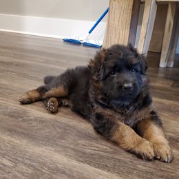German Shepherd Puppies from House of Havoc GSDs
