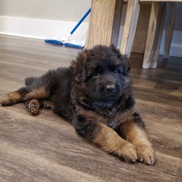 German Shepherd Puppies from House of Havoc GSDs