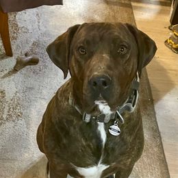 Ruger - Catahoula Leopard Dog