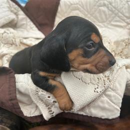 Whopper - Black and tan male Dachshund puppy in Tahlequah, Oklahoma from Love Some Dogs Dachshunds & Cavalier King Charles Spaniels,Cavapoos