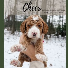 Cheer - Red  female Goldendoodle puppy in Brookville, Pennsylvania from Woodland Mountain Doodles