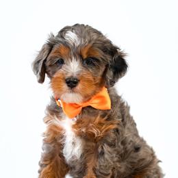 Copper - Blue merle male Bernedoodle puppy in Concord, California from Golden State Good Dogs