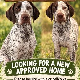 Birdie - Liver and white female German Shorthaired Pointer puppy in Ocklawaha, Florida from Edelmarke GSPs Reg’d