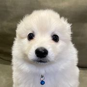 American Eskimo Dogs from Alejo Eskies