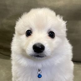 American Eskimo Dogs from Alejo Eskies