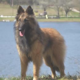 Rori - Mahogany and black male Belgian Tervuren puppy in South Point, Ohio from Aftershock Belgians